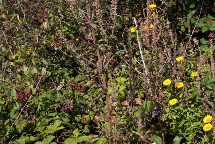 Autumn Hedgerow Dorset Dorsetcamera