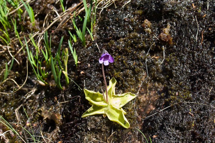 Butterwort