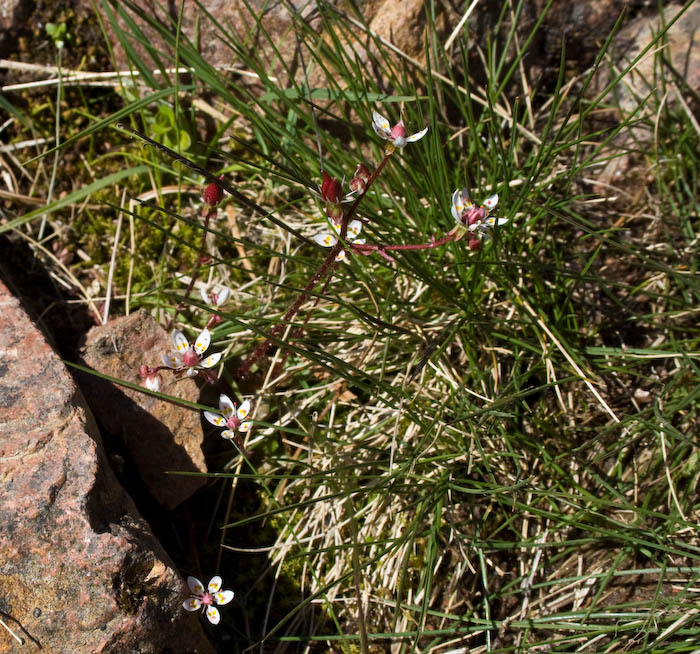 Starry Saxifrage