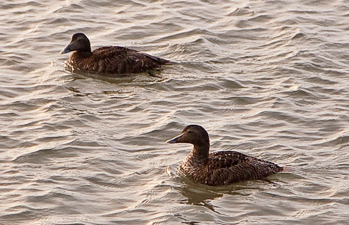 Eider Duck St Andrews Fife Scotland Dorsetcamera