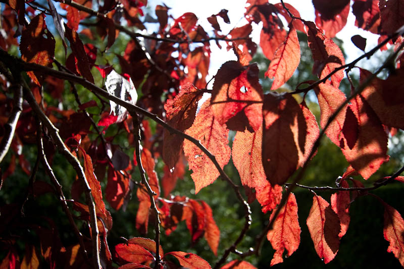Avebury Wiltshire National Trust Dorsetcamera