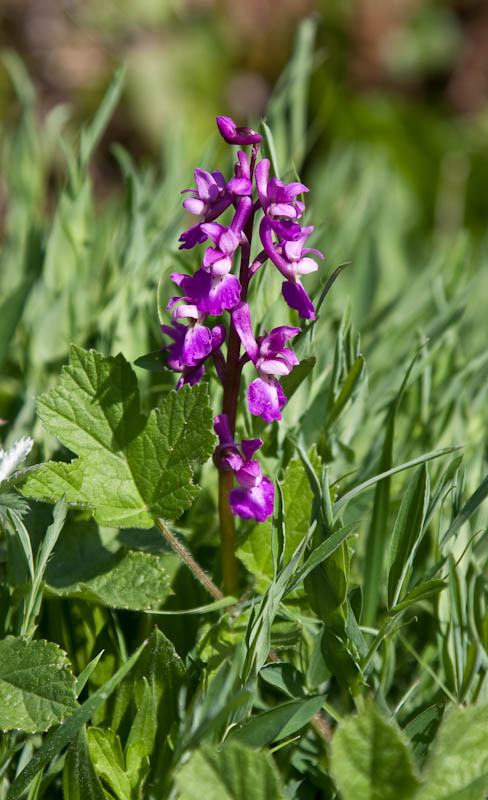 Dorsetcamera Early Purple Orchid Dorset