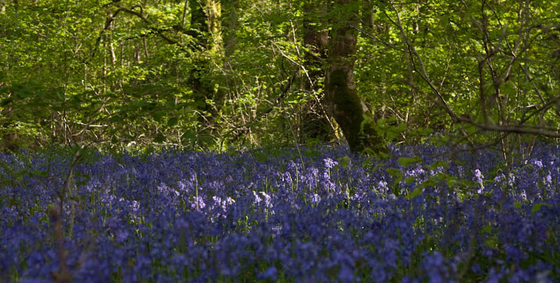 Blubells Bulbarrow Hill Dorset Dorsetcamera