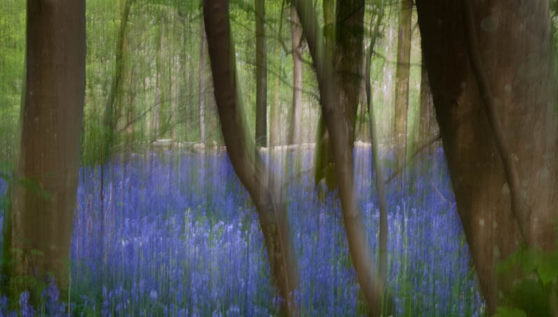 Blubells Bulbarrow Hill Dorset Dorsetcamera