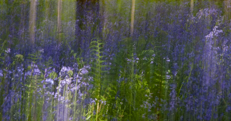 Blubells Bulbarrow Hill Dorset Dorsetcamera