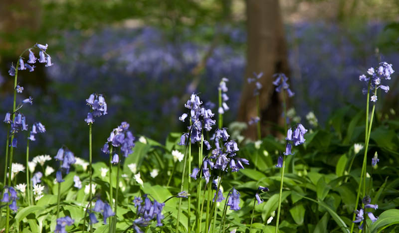 Blubells Bulbarrow Hill Dorset Dorsetcamera