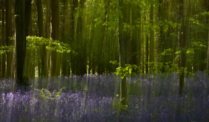 Blubells Bulbarrow Hill Dorset Dorsetcamera