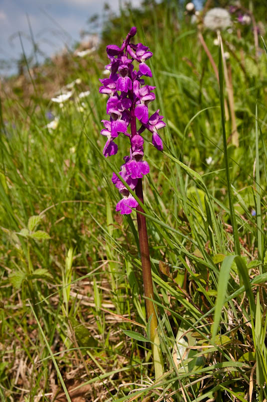 Dorsetcamera Early Purple Orchid Dorset