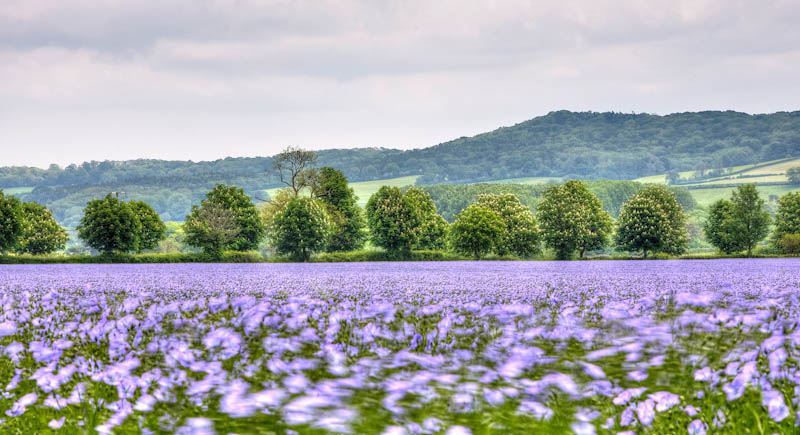 Flax Sherborne Dorset Dorsetcamera Flora and Fauna