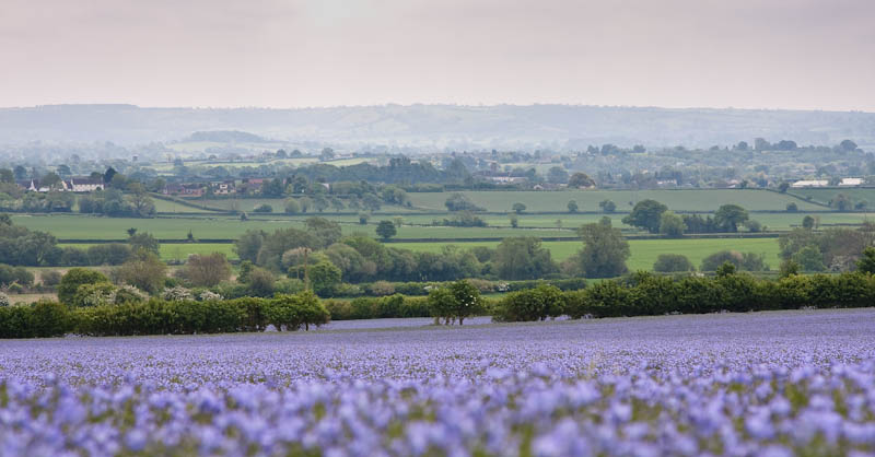 Flax Sherborne Dorset Dorsetcamera Flora and Fauna