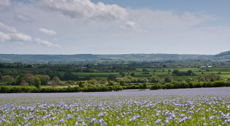 Flax Sherborne Dorset Dorsetcamera Flora and Fauna