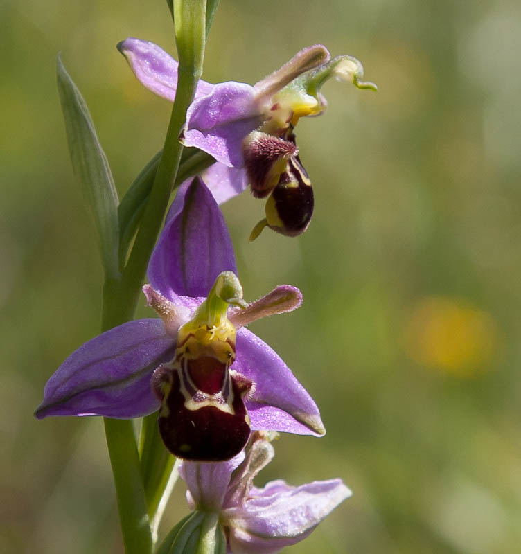 Bee Orchid Sherborne Dorset Dorsetcamera