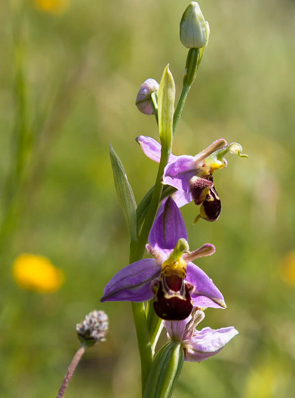 Bee Orchid Sherborne Dorset Dorsetcamera