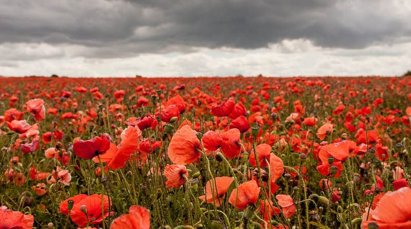 Poppies Wiltshire Dorsetcamera Bulford